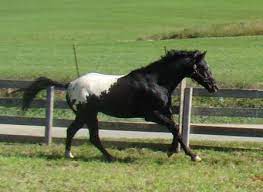 Wapuzzan - Appaloosa Stallion